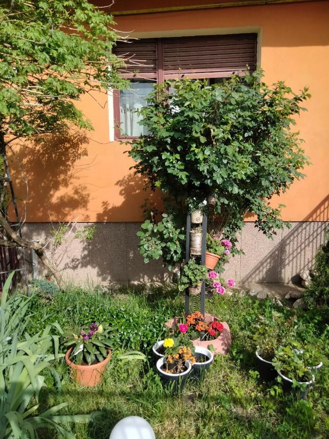 Apartament Cu Terasa La Casa Tina Тимишоара Экстерьер фото
